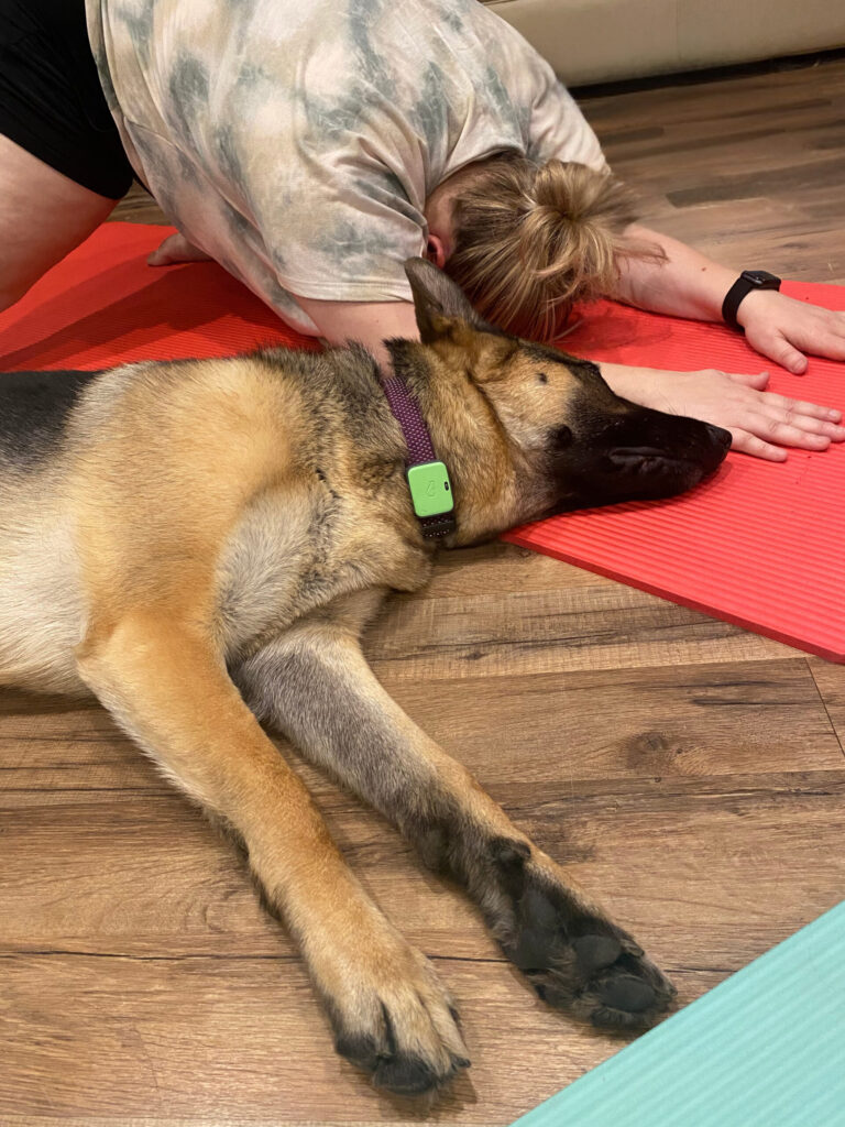A woman stretches forward on a red yoga mat while a German shepherd lies next to her, fully stretched out and relaxed.
