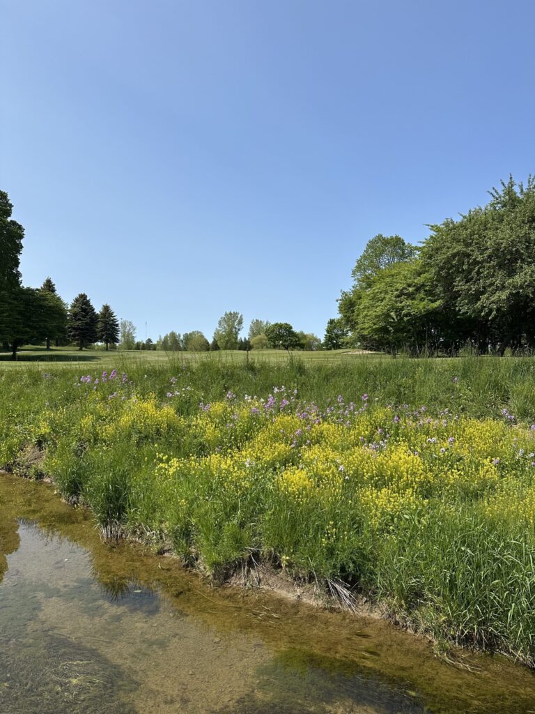 Bright yellow and purple wildflowers bloom along the edge of a creek under a clear blue sky.