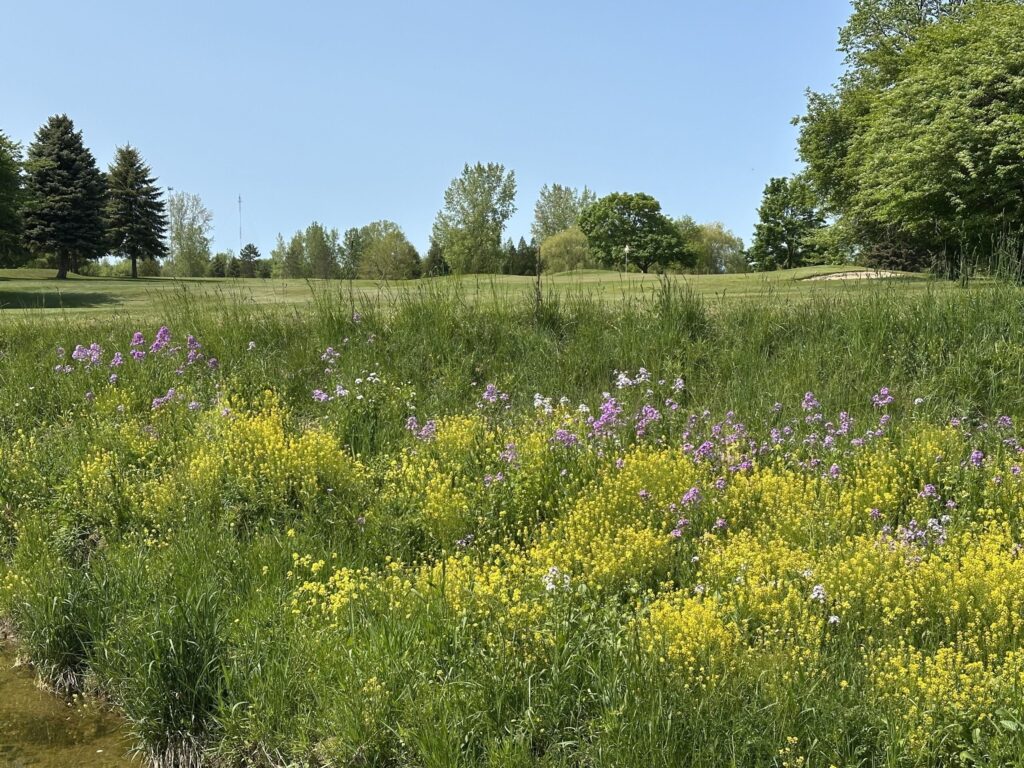 Purple and yellow wildflowers line a wide open fairway, with trees and a green visible in the distance.